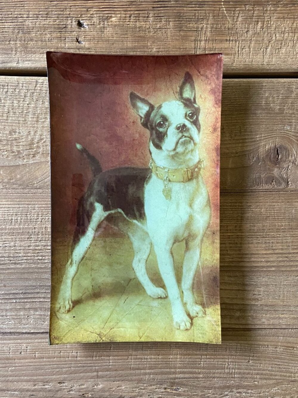 Boston Terrier decorative plate, vintage dog portrait plate, Boston Terrier